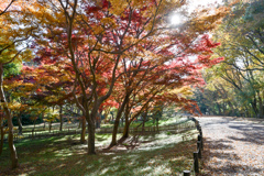 神代植物公園【かえで園(道沿い)】②20241203