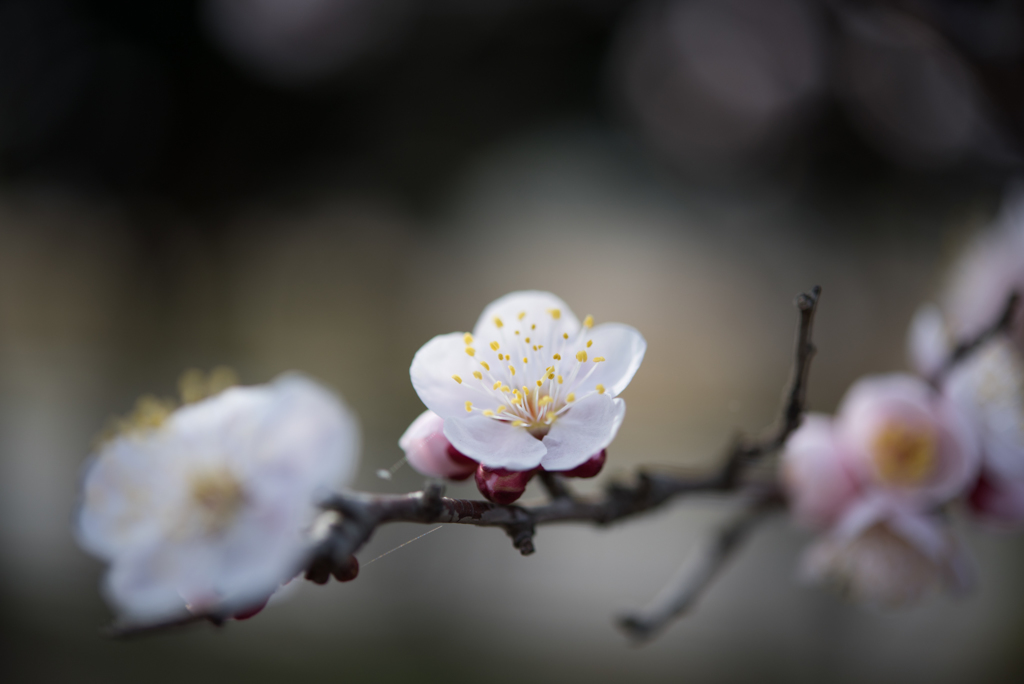 府中市郷土の森【梅：豊後】②20170304