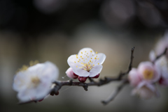 府中市郷土の森【梅：豊後】②20170304