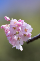 神代植物公園【神代曙のアップ】④20230319