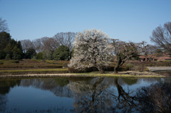 【神代植物公園(池のそばの白梅)】20160228