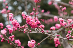 【小田原フラワーガーデン(記念)】②20150314