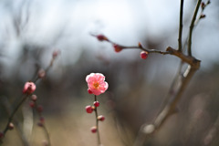 大倉山公園梅林【梅の花：無類絞り】②20260206