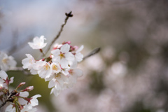 昭和記念公園【桜の園：染井吉野のアップ】④20220402