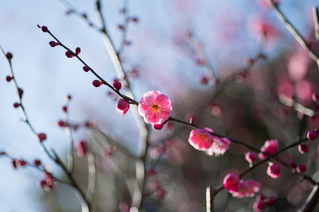 大船フラワーセンター【梅の花：鴛鴦】①20210206