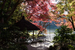 小石川後楽園【丸屋近辺の紅葉】20181201