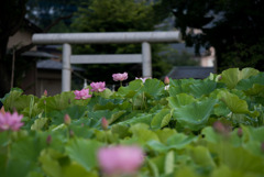 【小山田神社の蓮】①20170716