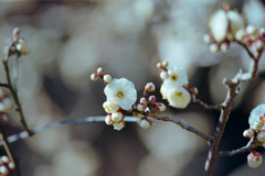 大船フラワーセンター【梅の花：水心鏡】②20220211銀塩NLP