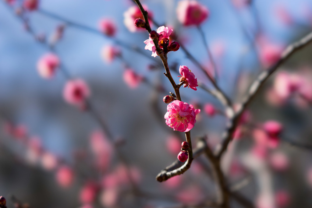 神代植物公園【梅：八重寒紅】②20190126