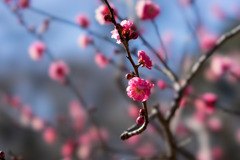 神代植物公園【梅：八重寒紅】②20190126