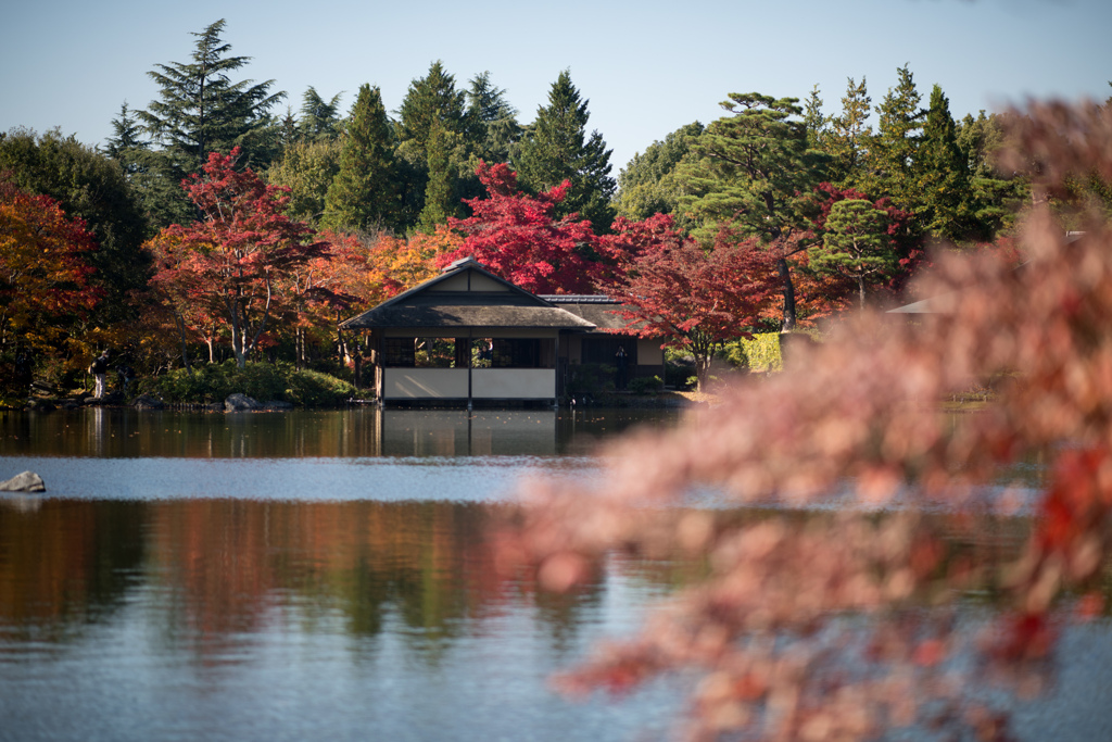 昭和記念公園【日本庭園：清池軒付近の紅葉】①20221108