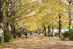 昭和記念公園【イチョウ並木】①20181117