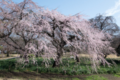 新宿御苑【早咲き桜：枝垂れ桜】②20220320
