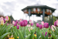 花菜ガーデン【アイスチューリップ(紫系)】②20251219