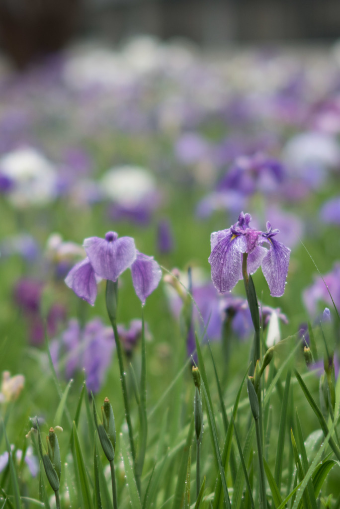 生田緑地【花菖蒲】③20190608