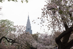 【新宿御苑の後半の桜】20170416