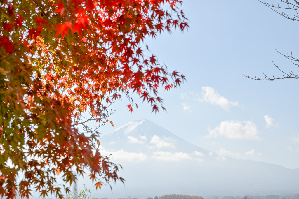 富士五湖の紅葉【河口湖：湖畔の様子】20251116