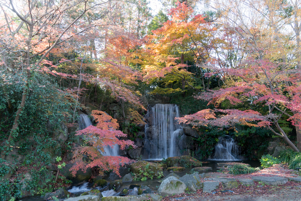 府中市郷土の森【モミジの滝と紅葉】20211204