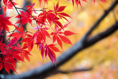 新宿御苑【新宿門あたりの紅葉】①20171202