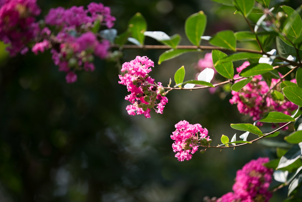【大船植物園(百日紅：ディア・ウィーピング)】①20150802
