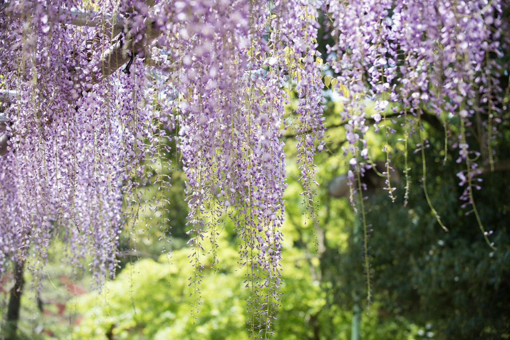 【薬師池公園(藤の花)】②20160429