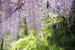 【薬師池公園(藤の花)】②20160429