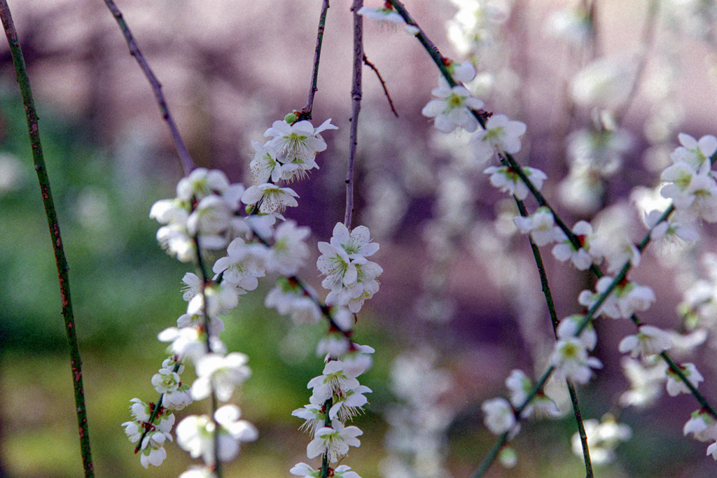 府中市郷土の森【梅の花：月影枝垂】④20200224
