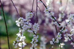 府中市郷土の森【梅の花：月影枝垂】④20200224