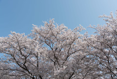昭和記念公園【桜の園】⑤20180401