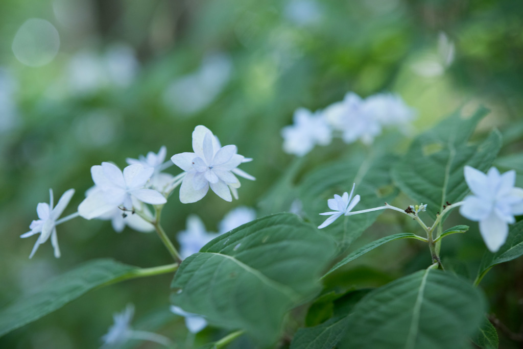 相模原北公園の紫陽花【七段花】20170618