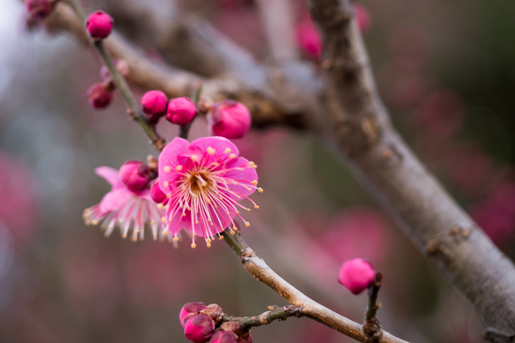 府中市郷土の森【早咲きの梅：佐橋紅】⑤20220205