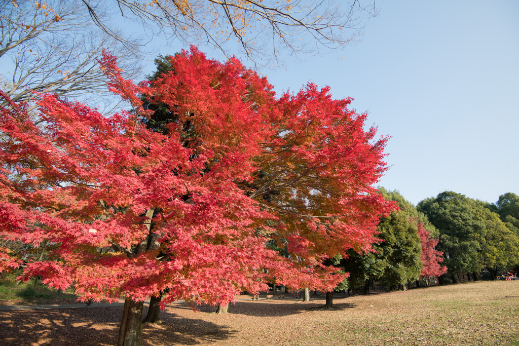 神代植物公園【自由広場の紅葉】③20201213