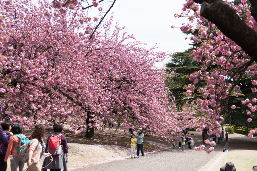 【新宿御苑(桜：関山)】①20150418