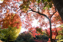六義園【水香江の紅葉】②20181201