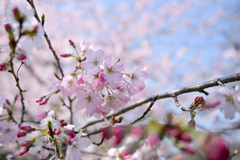 神代植物公園【サクラ：神代曙】④20240330