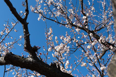 【小田原フラワーガーデン(淡路)】①20150214