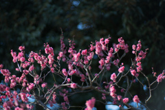 大船フラワーセンター【梅の花：大盃】②20220211