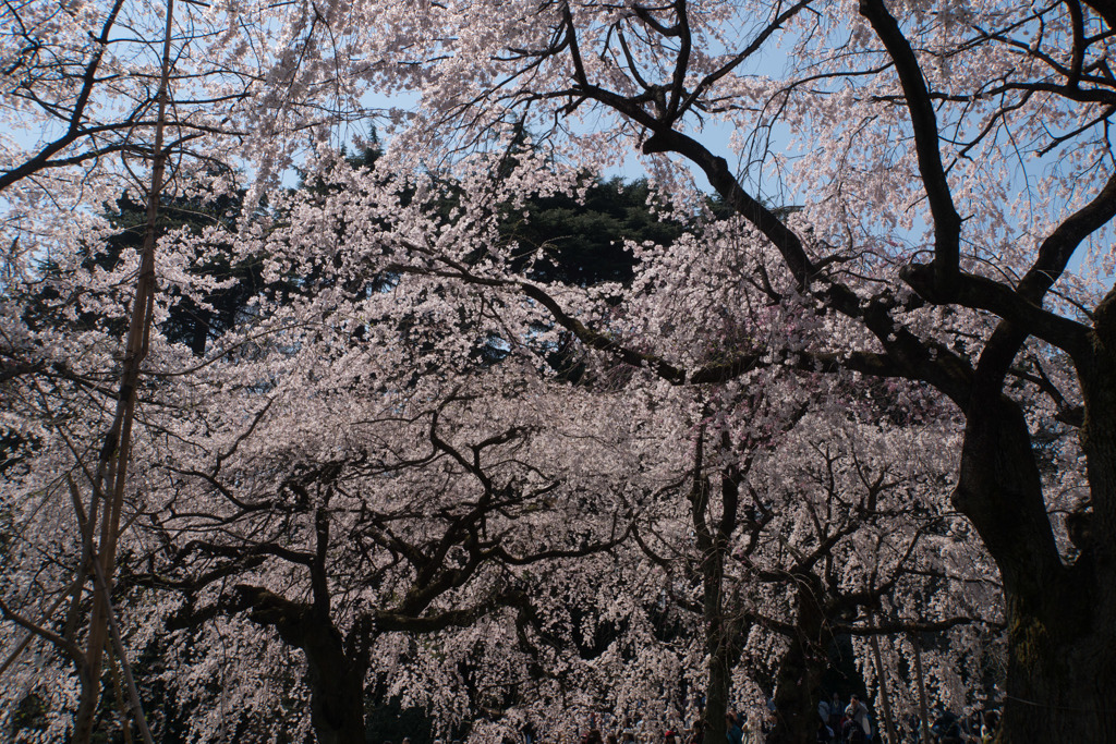 新宿御苑【桜：枝垂れ桜】②20180325
