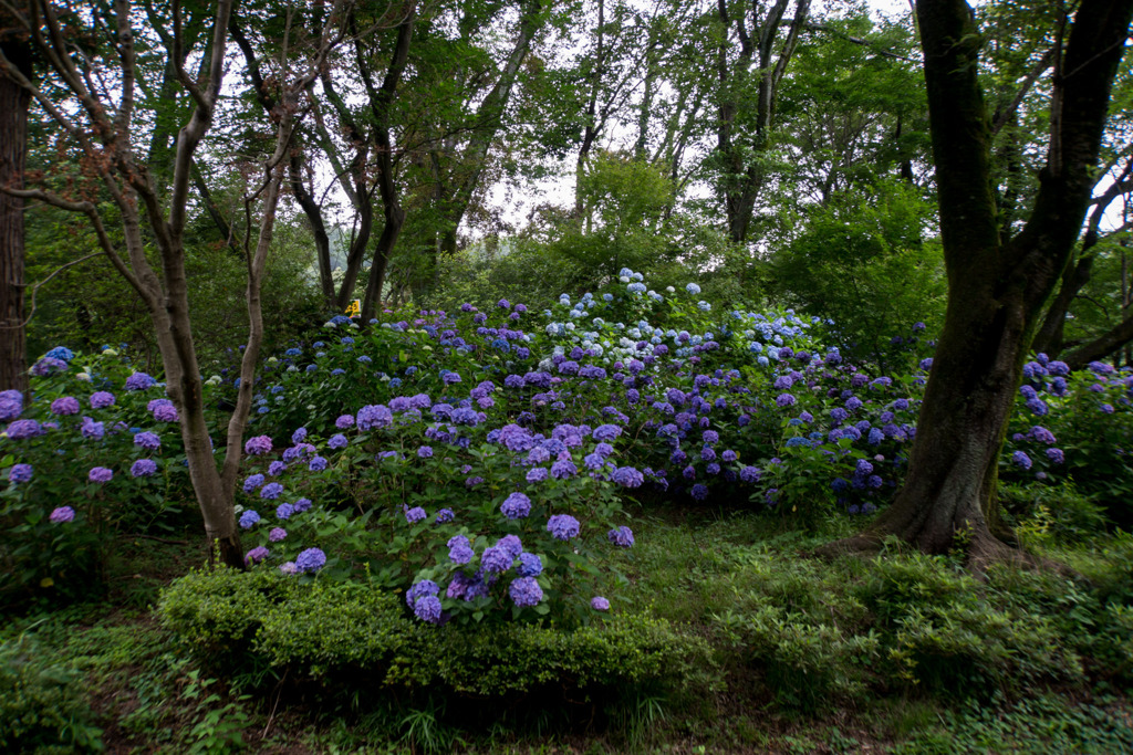 薬師池公園【アジサイの森】20200627