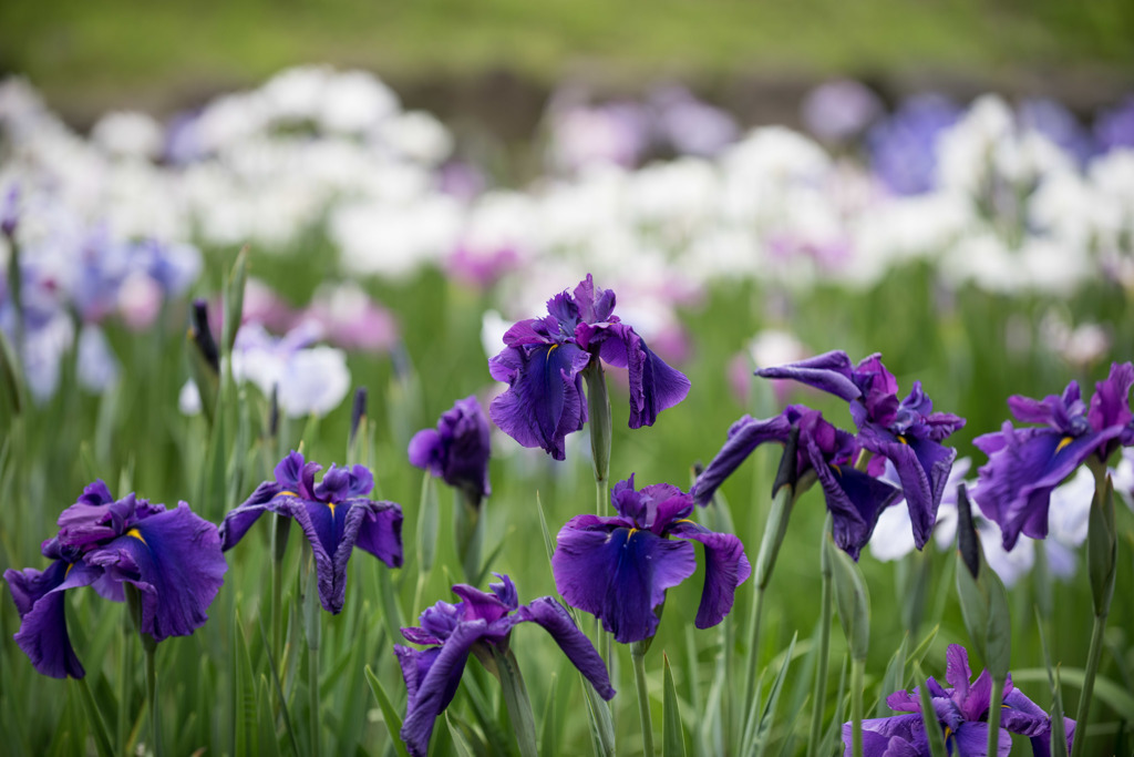 【横須賀菖蒲園(神路の誉)】20150606