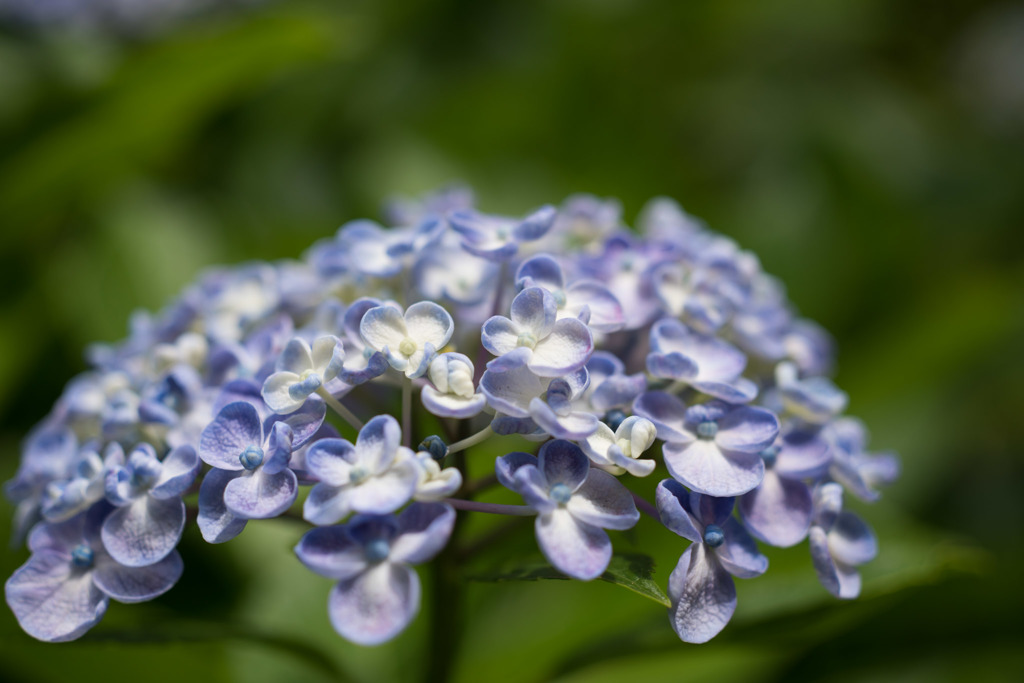 【浄慶寺(渦紫陽花)】②20160612