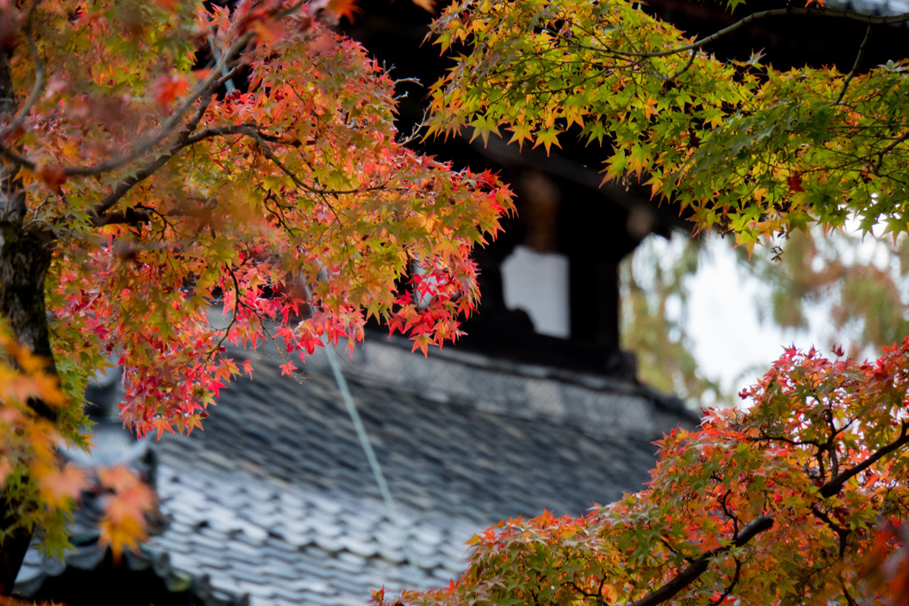 京都の紅葉【東福寺】⑤20201126