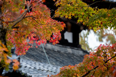 京都の紅葉【東福寺】⑤20201126