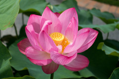 大船フラワーセンター【蓮の花：大石寺】④20200705