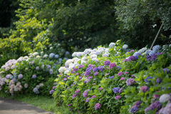 花菜ガーデン【アジサイの園路：紫陽花】③20210626