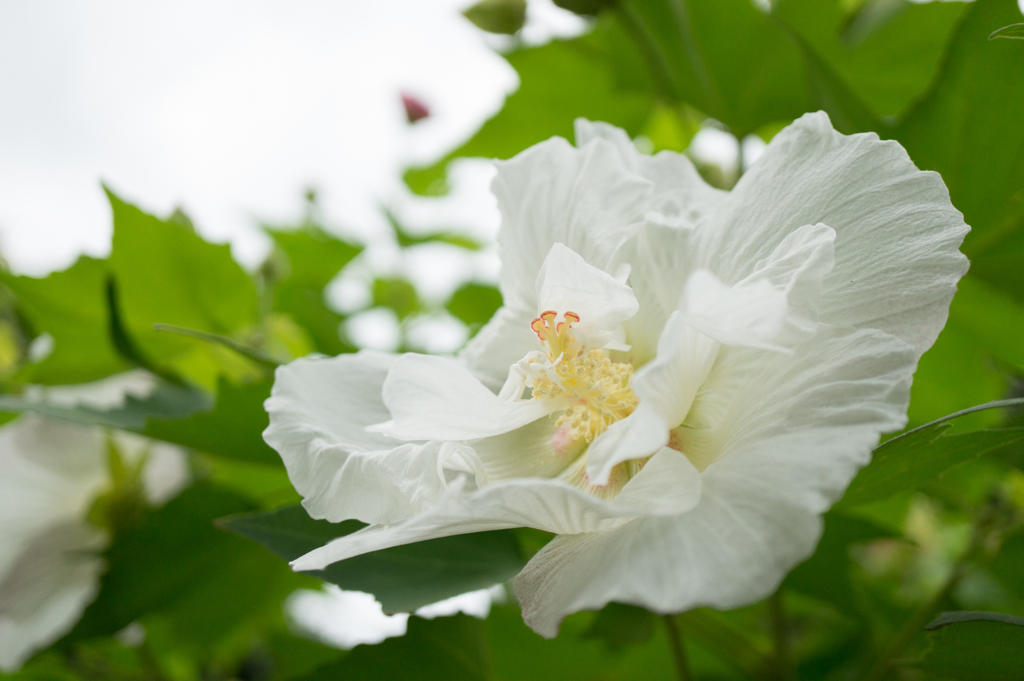 【神代植物公園(酔芙蓉)】20160910