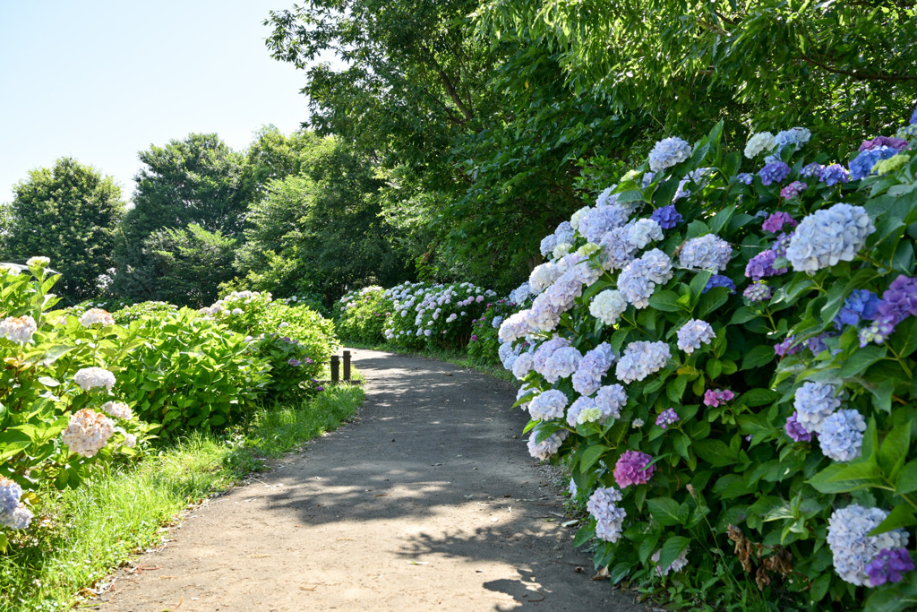 花菜ガーデン【たんぼたんぼ周辺：紫陽花】①20250622