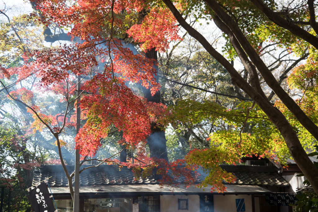 神代植物公園【深大寺門周辺の紅葉】①20221204