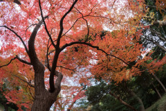 新宿御苑【上の池あたりの紅葉】②20171202