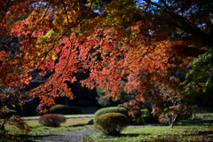 新宿御苑【上の池付近の紅葉】③20241206
